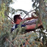 Fireman Kyle Reed hitches a ride on the fire department's ladder truck to attach power to the Christmas tree's lights.